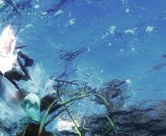 Understanding the Harmful Effects of Plastic in Our Ocean