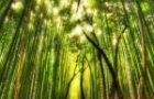 10 Amazing Facts About Bamboo