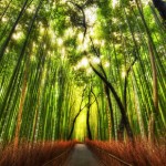 10 Amazing Facts About Bamboo