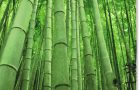 Sustainable Properties of Bamboo