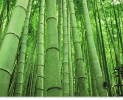 Sustainable Properties of Bamboo