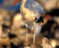 Carmel and Pacific Grove Latest California Cities to Ponder Plastic Bag Ban