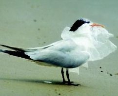 California Youth Making Waves and Encouraging Sustainable Reusable Bags