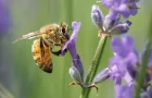 Urban Beekeeping for Business?