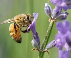 Urban Beekeeping for Business?