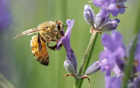 Close-up of honeybee on a purple flower