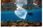 Plastic Pollution and the Impact on the Food Chain