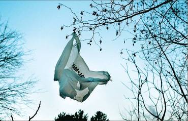 Plastic Bag in Tree