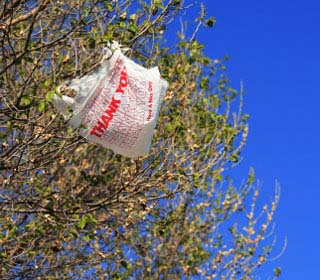Plastic Bag in Tree