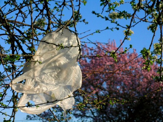 Plastic Bag in Tree