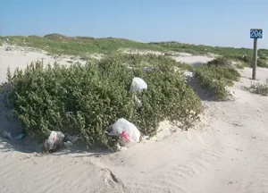 This one law can have a trickledown effect that will benefit the people of the state in so many ways. A law that regulates the use of disposable bags for an entire state can have a huge impact on the amount of discarded bags that pollute oceans, beaches, neighborhoods, and harm wildlife and their habitats. 