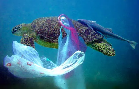 Once the bags touch down in a tree or in water they are a risk to animals that can become tangled in the bags or mistakenly eat the bags.