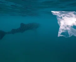 Love Shark Week? Why Disposable Bags and Sharks Don’t Mix