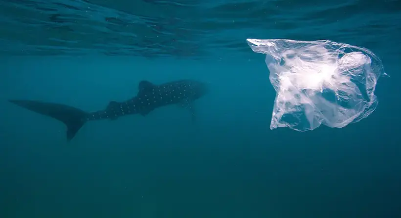 Plastic bags are bad for sharks