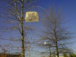 Plastic bags in trees