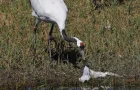 What Animals Are Hurt Most by Single-Use Plastic Bags?