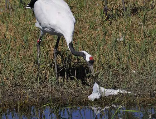 A Crane eating a plastic bag.