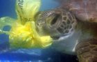 Plastic Pollution Strikes Again Killing Rare Sea Turtles