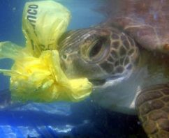 Plastic Pollution Strikes Again Killing Rare Sea Turtles