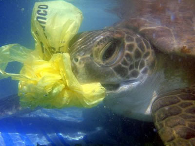 Sea turtle eats plastic