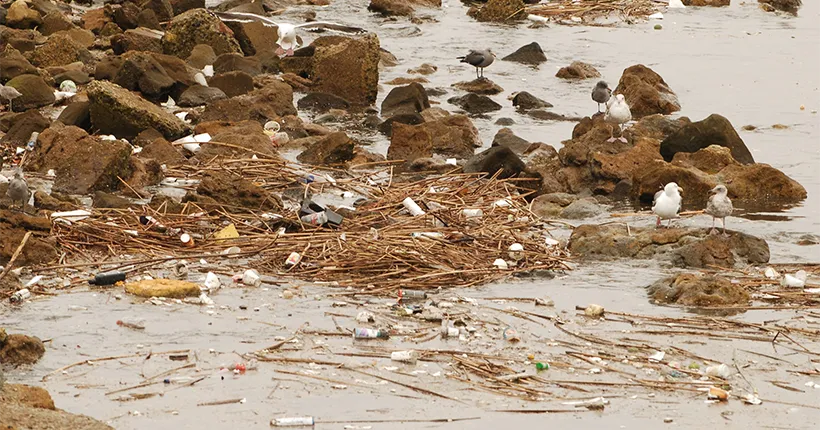 Seagulls on a rocky shoreline with washed up trash of bottles and shopping bags.