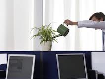 Man watering plant