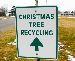 5 Ways to Recycle Your Christmas Tree