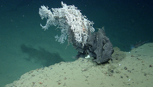 plastic bags ocean