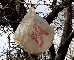 March Madness! Why Using Single Use Plastic Bags Is Just Plain Crazy