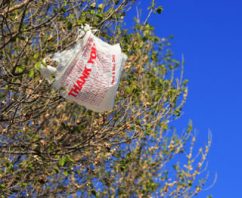 Single-Use Plastic Bags Banned In the U.S.