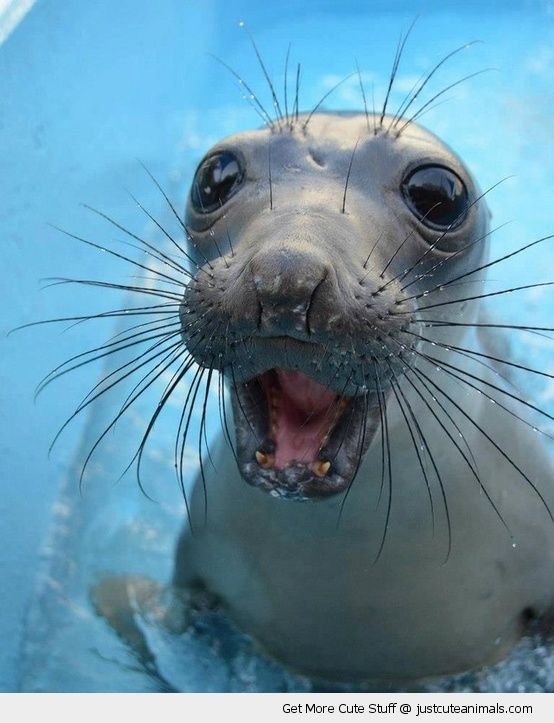 cute-animals-happy-smiling-sea-lion-seal-whiskers-pics