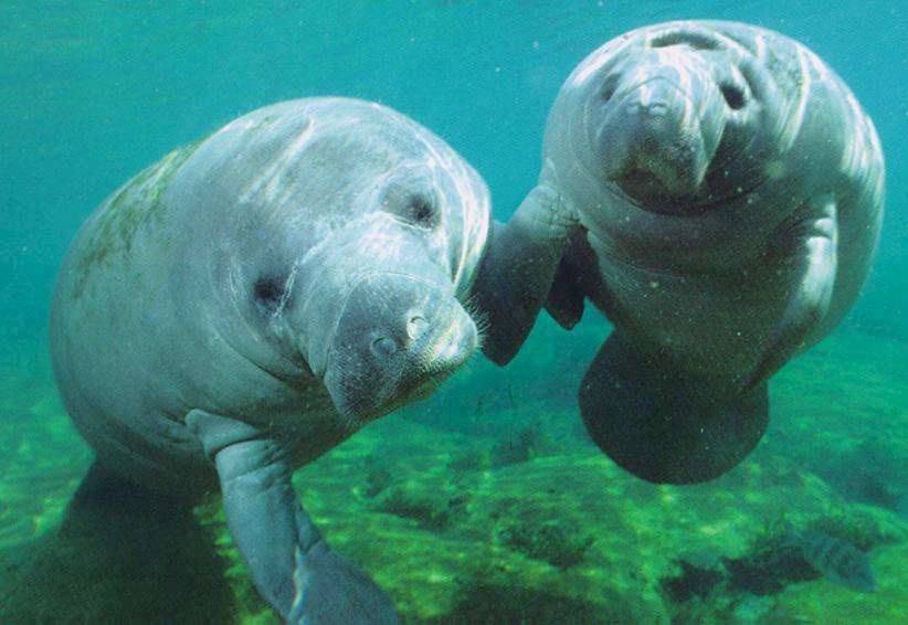 manatee