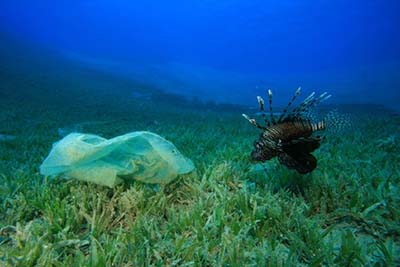 sea floor with fish and bag pollution