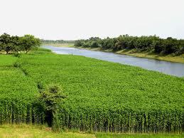 jute-crops