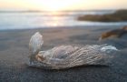 What Is The Plastic Pollution Impact on Wildlife