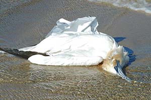 plastic pollution and in oceans and wildlife