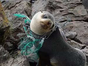 What Is The Plastic Pollution Impact on Wildlife