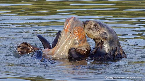 sea otters