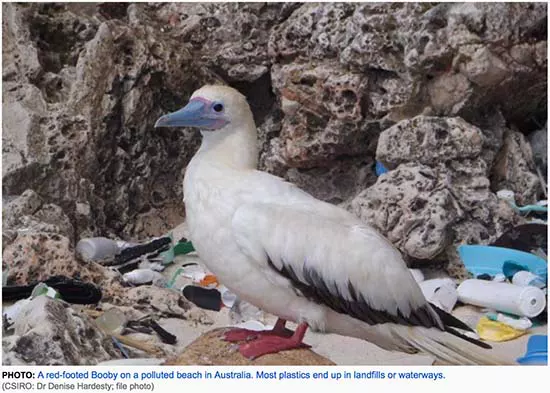 A red-footed booby on a polluted beach in Australia