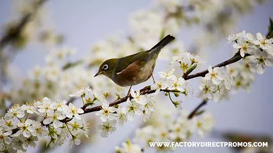 Bird on blossoming tree branch - Environmental Responsibility