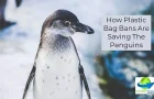 Plastic Bag Bans and Your Brand Can Help Save The Penguins