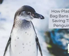 Plastic Bag Bans and Your Brand Can Help Save The Penguins