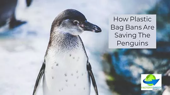 Penguin chick with caption: How Plastic Bag Bans and Your brand Can Save The Penguins