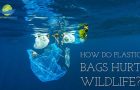 How Do Plastic Bags Hurt Wildlife?