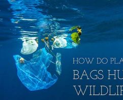 How Do Plastic Bags Hurt Wildlife?