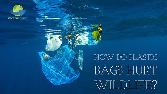 Understanding Why Plastic Bag Bans Matter for Wildlife