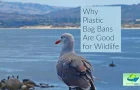 Why Plastic Bag Bans Are Good for Wildlife