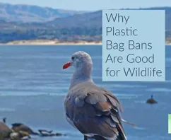 Why Plastic Bag Bans Are Good for Wildlife