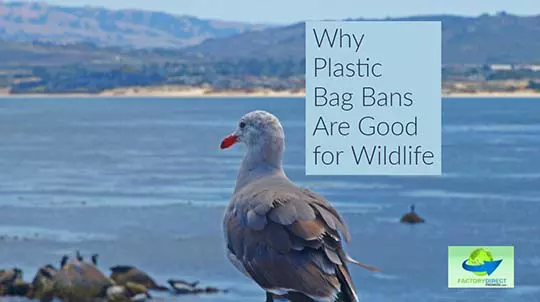Why Plastic Bag Bans Are Good for Wildlife