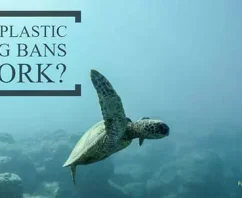 Do Plastic Bag Bans Work? Let’s See What The Science Says